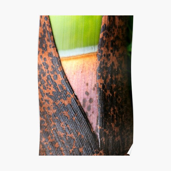 uncovering Poster