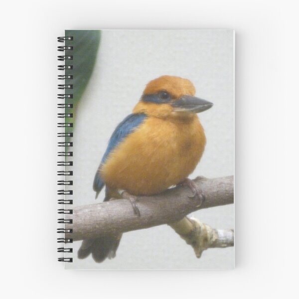 Item preview, Guam Kingfisher at the National Zoo designed and sold by Zoo and Nature Photography by Karie.