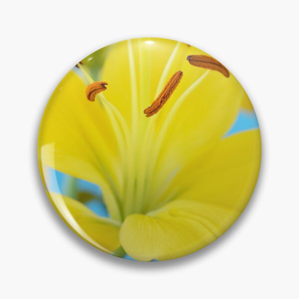 Item preview, Lilium  'Butter Pixie'  Dwarf Asiatic lily  designed and sold by Chris Burrows.