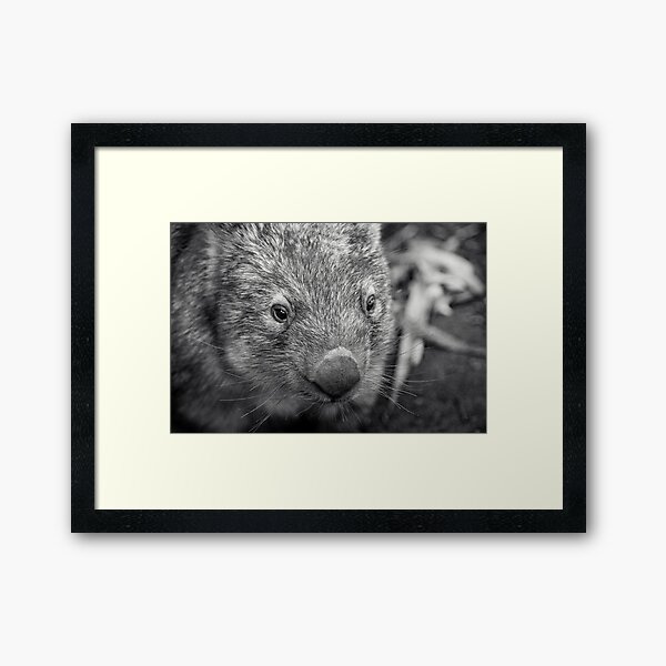 Suzie The Wombat II Framed Art Print