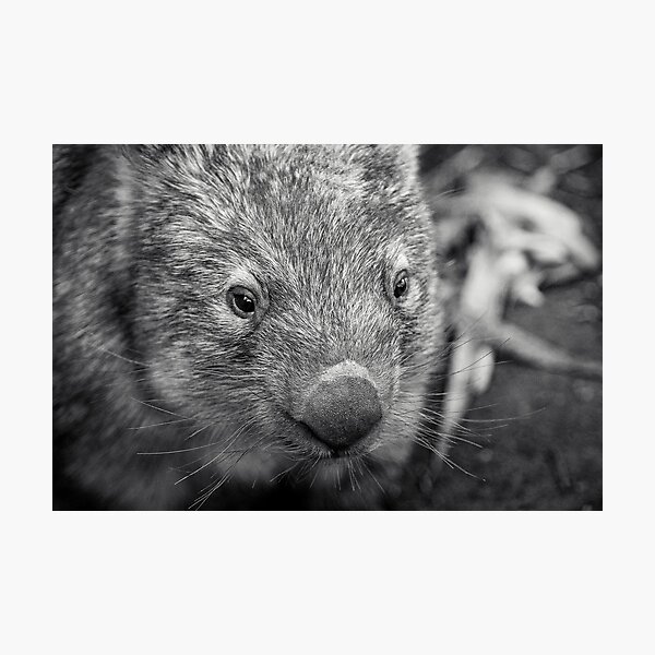Suzie The Wombat II Photographic Print