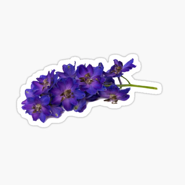 Item preview, Delphinium designed and sold by Ilze Lucero.