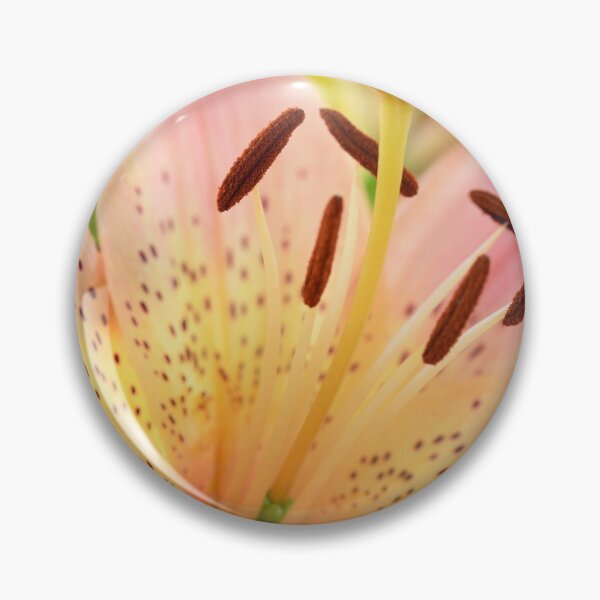 Item preview, Lilium  'Pink Pixie'  Dwarf Asiatic lily  designed and sold by Chris Burrows.