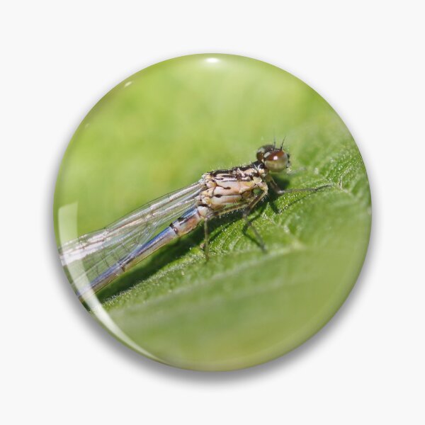 Item preview, Immature blue tailed damselfly designed and sold by GreyFeatherPhot.