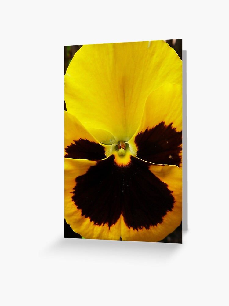 Tarjetas de felicitación «Golden Black Eyed Pansy Violeta flor amarilla» de  BluedarkArt | Redbubble