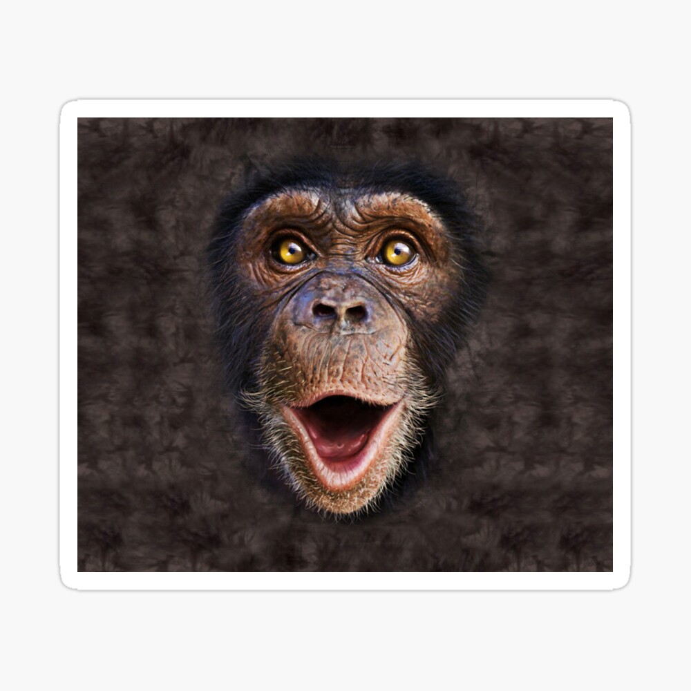 Bonobo  Ugly animals, Monkeys funny, Funny animals