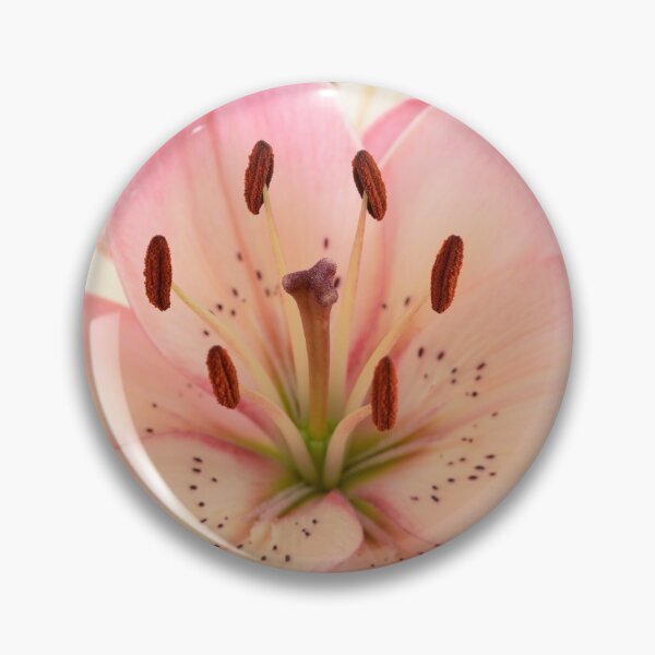 Item preview, Lilium  'Rosella's Dream'  Asiatic lily   designed and sold by Chris Burrows.
