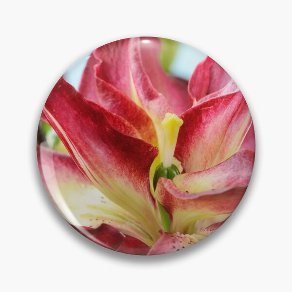 Item preview, Lilium  'Double Sensation'   Double Asiatic lily  designed and sold by Chris Burrows.