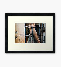 Captivity Framed Print
