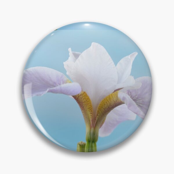 Item preview, Iris sibirica  Siberian iris designed and sold by Chris Burrows.