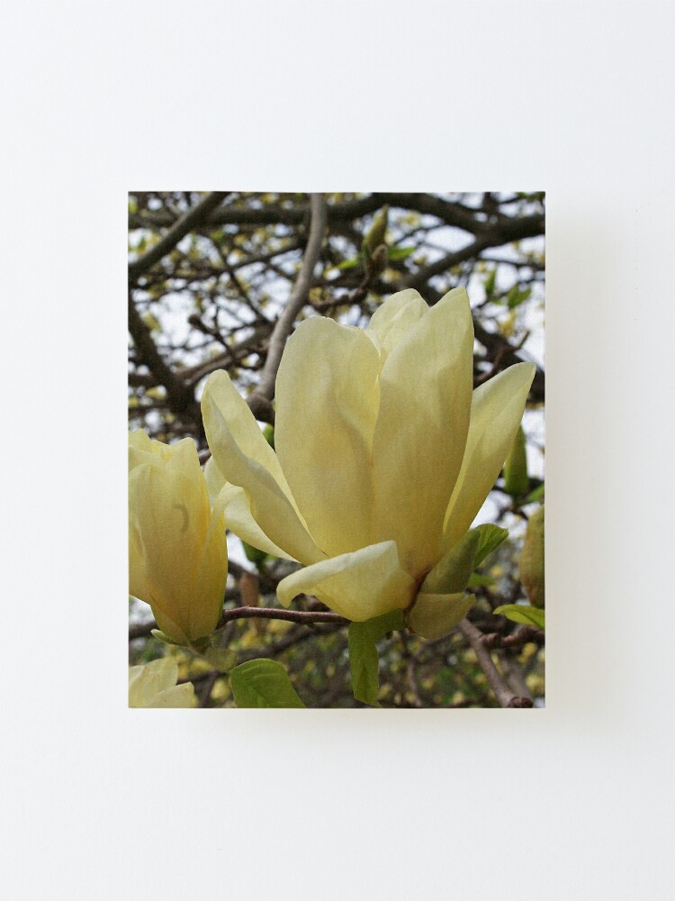 Lámina montada «Golden Magnolia - Elizabeth» de rvjames | Redbubble