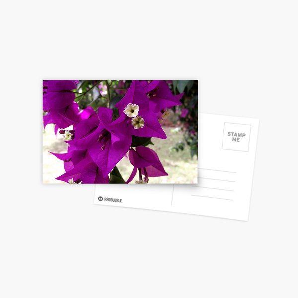 Bougainvillea Postcard