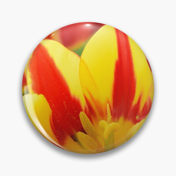 Artikelvorschau, Tulipa 'Colour Spectacle' Einfache späte mehrblütige Tulpe entworfen und verkauft von Chris Burrows.