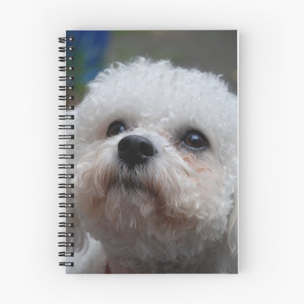 Item preview, Inquisitive designed and sold by lizdomett.