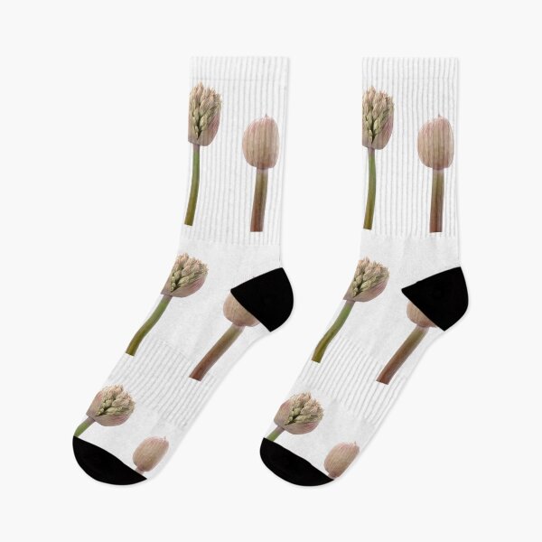 Item preview, Allium karataviense   AGM  Kara Tau garlic  designed and sold by Chris Burrows.