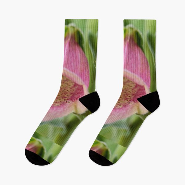 Item preview, Digitalis × mertonensis  AGM  Strawberry foxglove designed and sold by Chris Burrows.