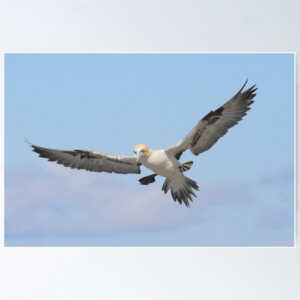 Gannet  Poster