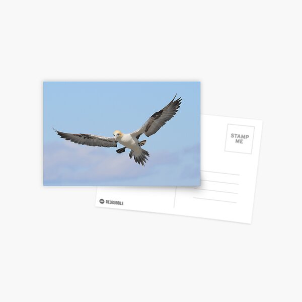Gannet Postcard