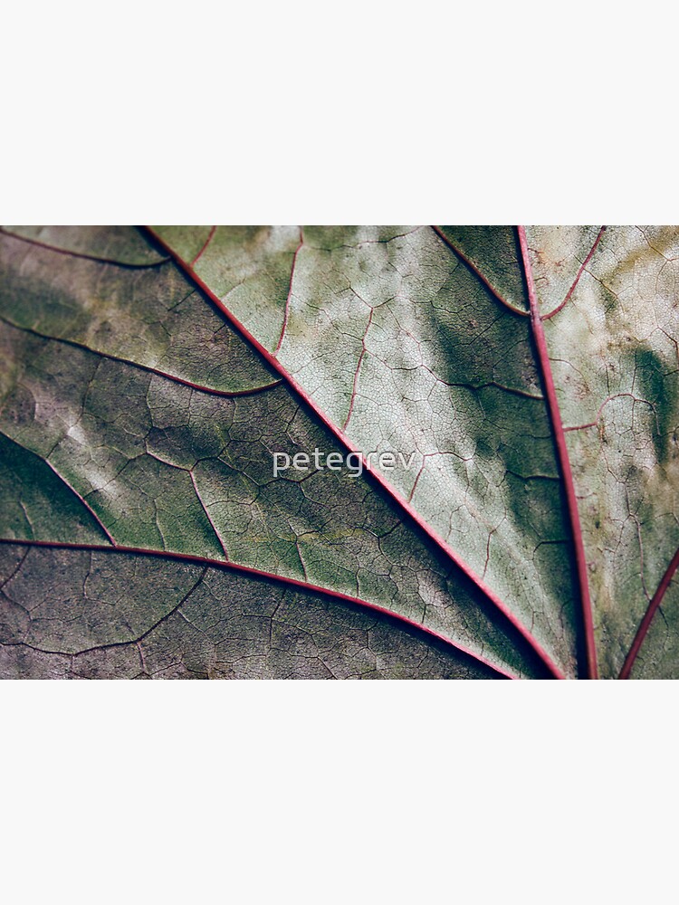 Day 339 - 13th June 2012 by petegrev