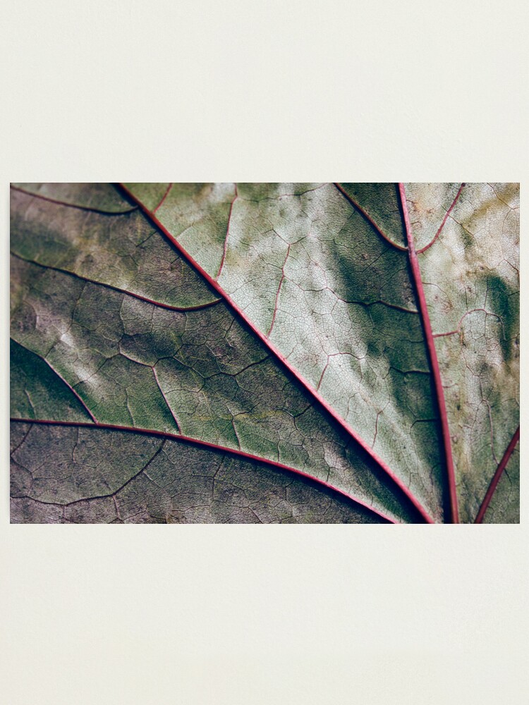 Alternate view of Day 339 - 13th June 2012 Photographic Print