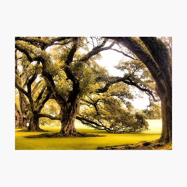 Aperçu de l'œuvre Oaks créée et vendue par SuddenJim.