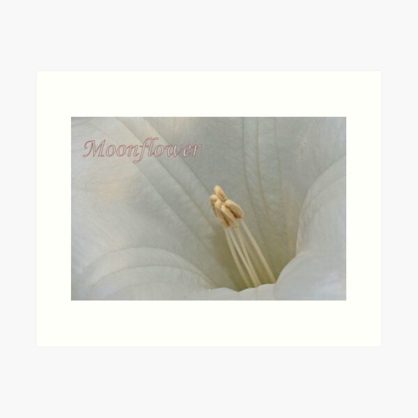 Aperçu de l'œuvre Moonflower Macro créée et vendue par aprilann.