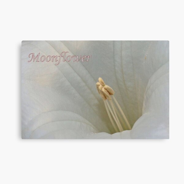 Aperçu de l'œuvre Moonflower Macro créée et vendue par aprilann.