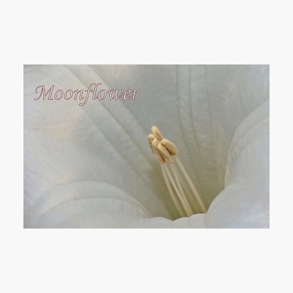 Aperçu de l'œuvre Moonflower Macro créée et vendue par aprilann.