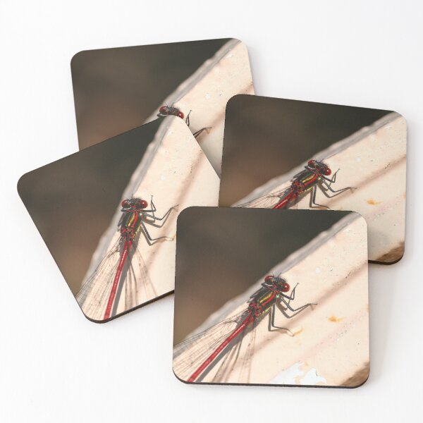 Item preview, Damselfly on a bench designed and sold by GreyFeatherPhot.