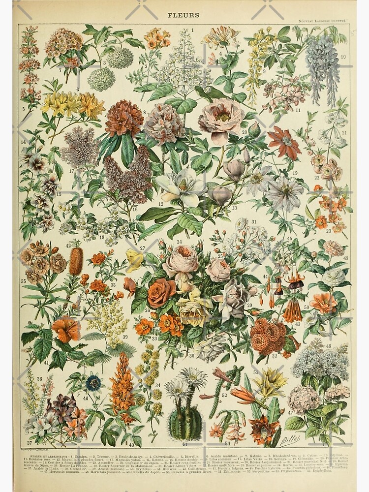 Discover vintage french fleurs poster Premium Matte Vertical Poster