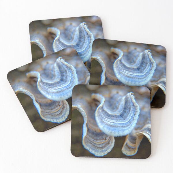 Item preview, Fungi Shells 2 designed and sold by LynyrdSky.