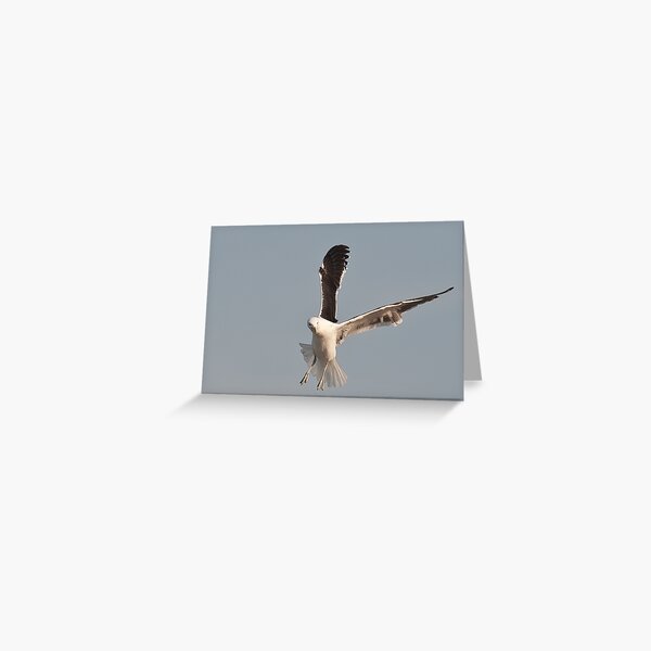 Gull Action Greeting Card