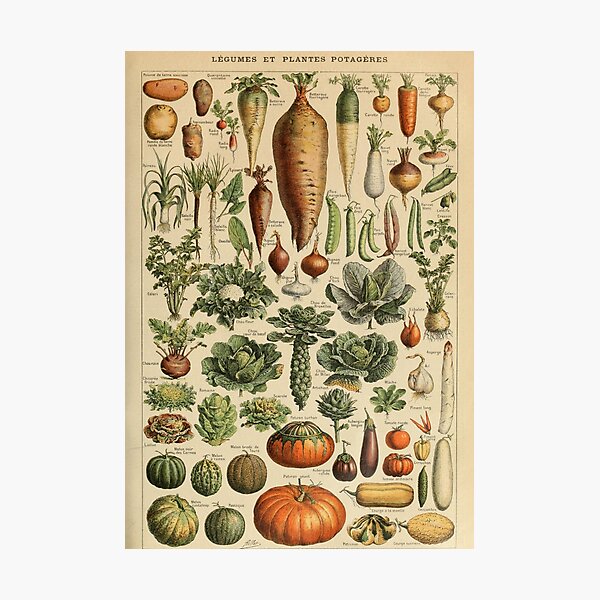 Item preview, vintage french vegetable poster designed and sold by ☆ .*｡･.