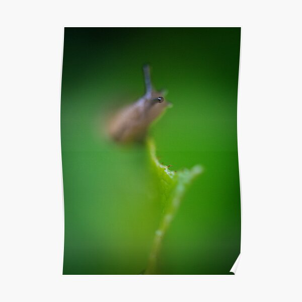 They Eye of a Slug Poster