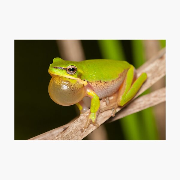 Calling Dwarf Tree Frog - Litoria fallax Photographic Print
