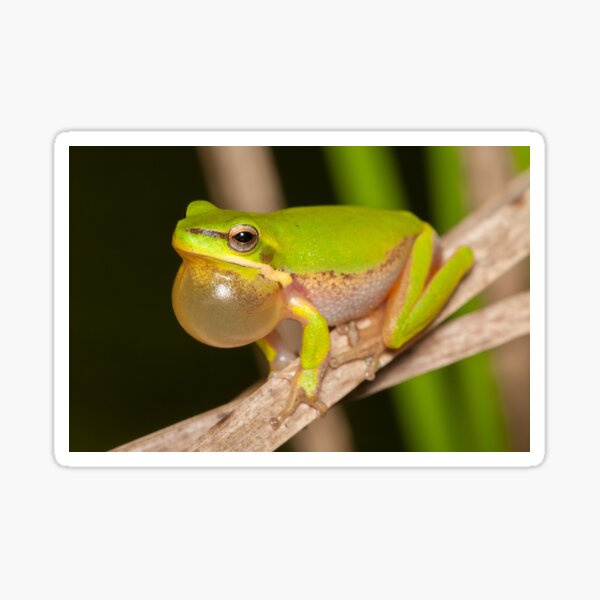 Calling Dwarf Tree Frog - Litoria fallax Sticker