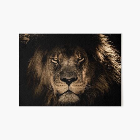 Lion Face Art Board Print