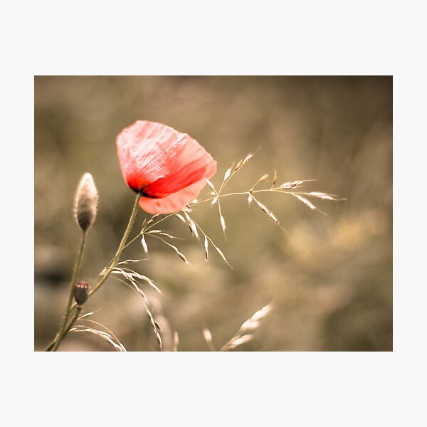 Aperçu de l'œuvre Poppy créée et vendue par lorrainem.