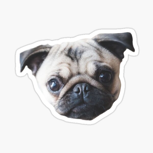 Pug Face Stickers Redbubble - pug face roblox