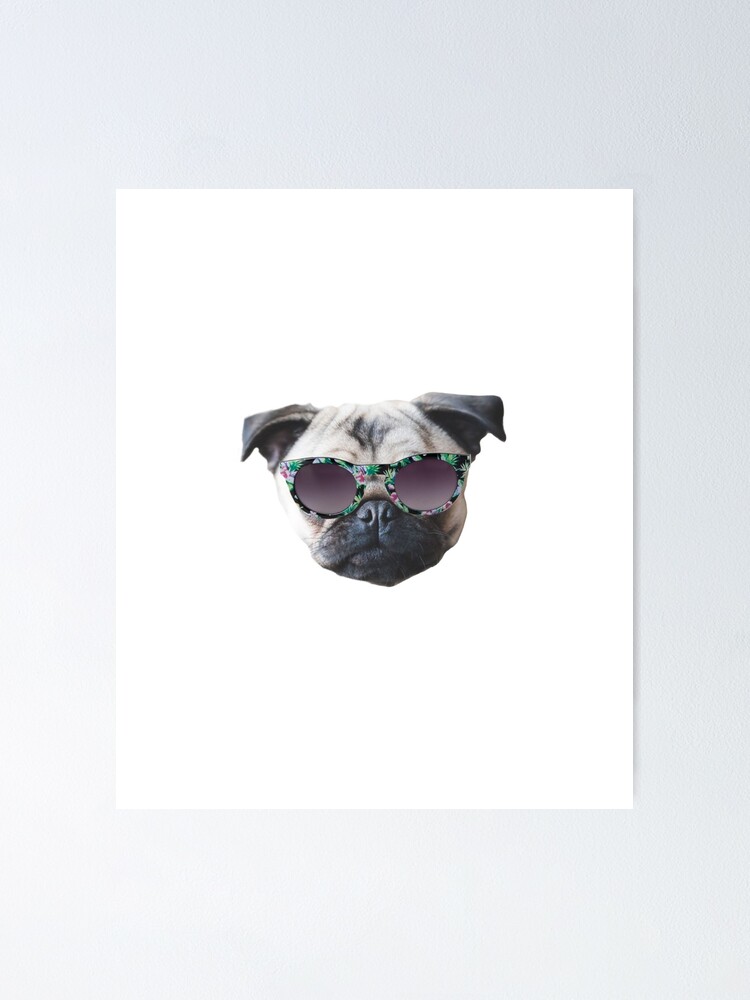 Poster pug with sunglasses. 