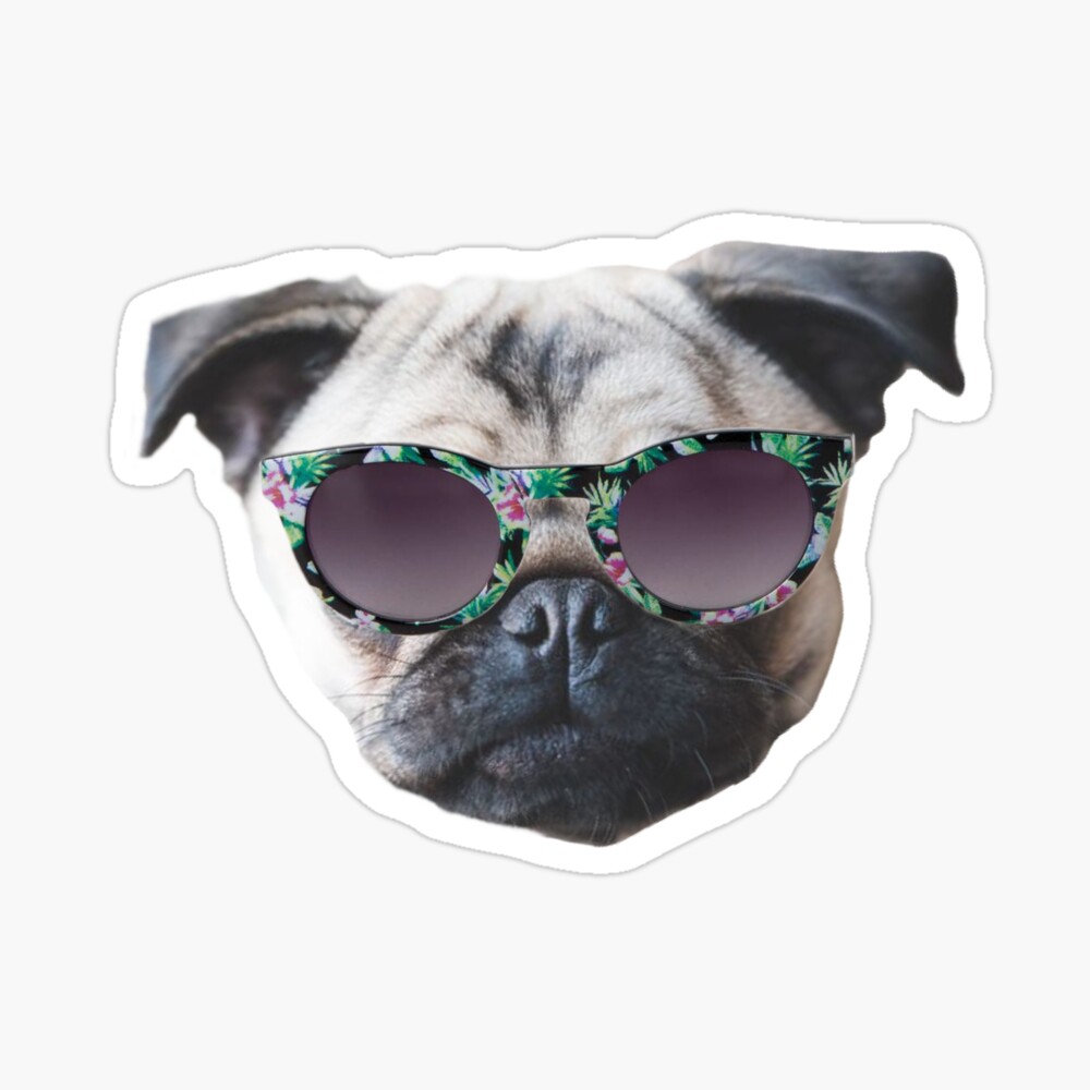 Poster pug with sunglasses. 