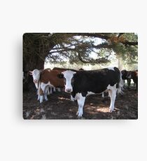 Cow-watching... Canvas Print