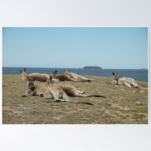 Item preview, Signal Hill,NSW,Australia 2016-Kangaroos & islands designed and sold by muz2142.