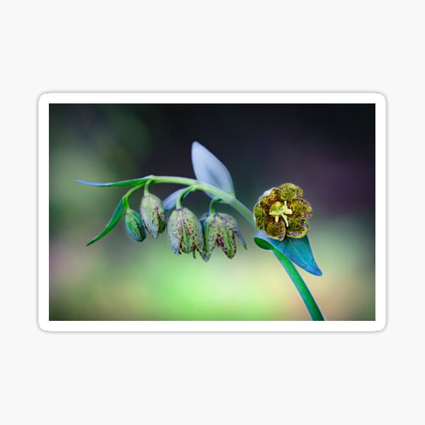 Chocolate Checker Lily #1 Sticker