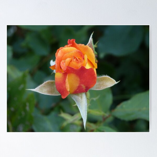 Item preview, Single  Rose designed and sold by ThinkPics.