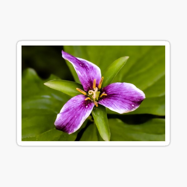 Wildflower #4 Sticker