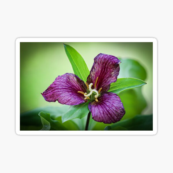 Wildflower #5 Sticker