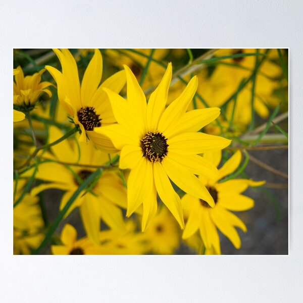Item preview, Close up of blooming African Daisy in full bloom designed and sold by photos-thoughts.