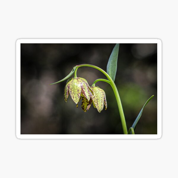 Chocolate Checker Lily #2 Sticker