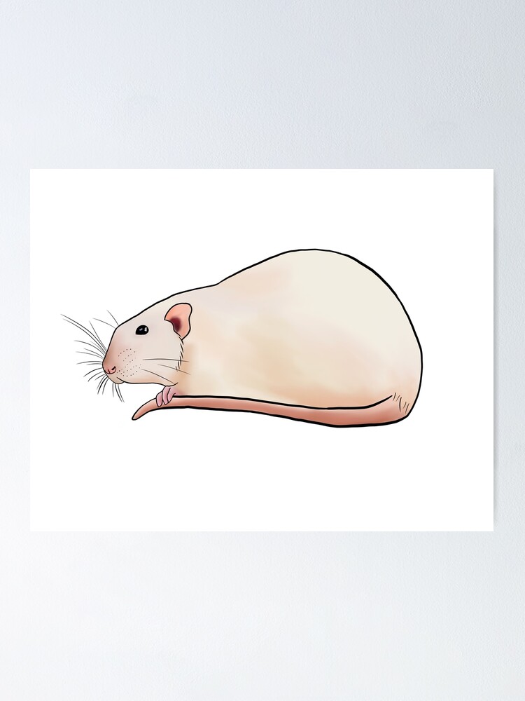 "Siamese Dumbo Rat" Poster for Sale by Lilystreet Redbubble